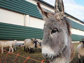 Zwei Esel haben am Montagnachmittag in Rothenburg ob der Tauber f&uuml;r Aufregung gesorgt. Symbolfoto: Ingo Wagner/dpa