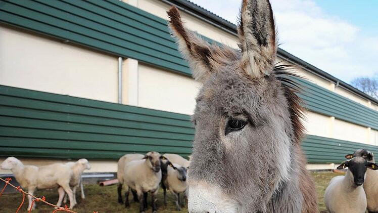 Zwei Esel haben am Montagnachmittag in Rothenburg ob der Tauber f&uuml;r Aufregung gesorgt. Symbolfoto: Ingo Wagner/dpa