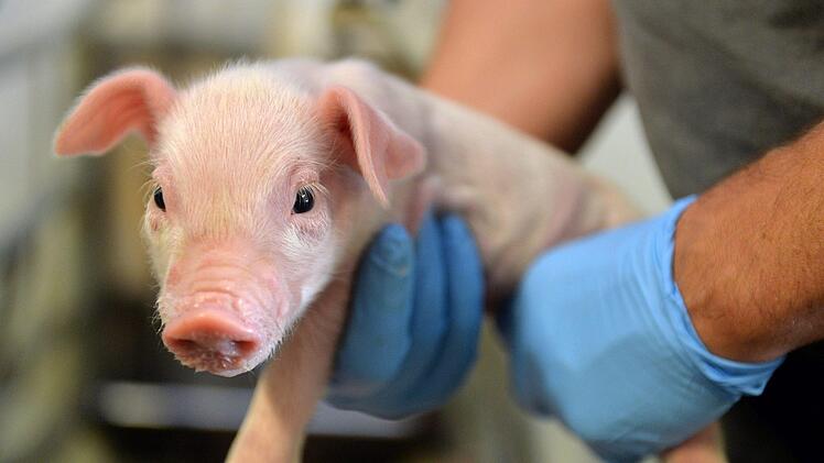Bis 31.12.2020 werden Ferkel wie dieses ohne Betäubung kastriert.  Foto: Carmen Jaspersen/dpa