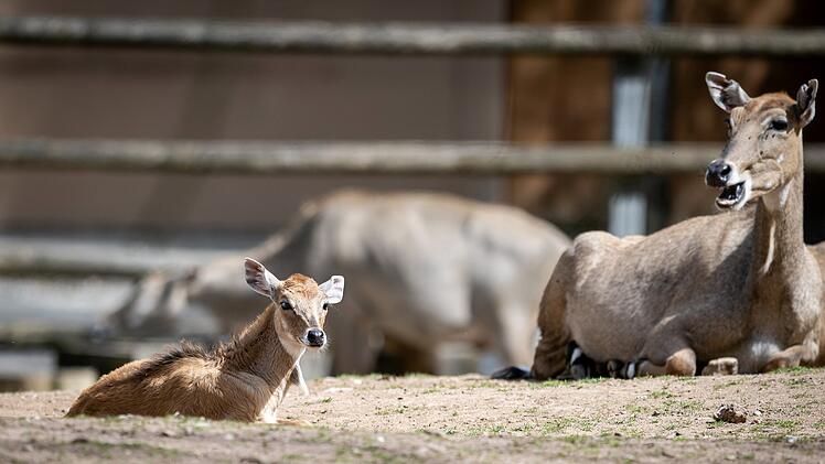 Baby-Boom im Tiergarten Nürnberg: Zahlreiche Arten mit Nachwuchs