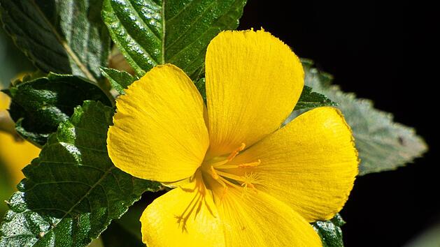 Damiana gilt in einigen Gegenden der USA als traditionelle Heilpflanze.