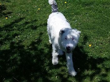 Tierheim N&uuml;rnberg sucht Zuhause f&uuml;r Hund "Flo". Foto: Petra Penner