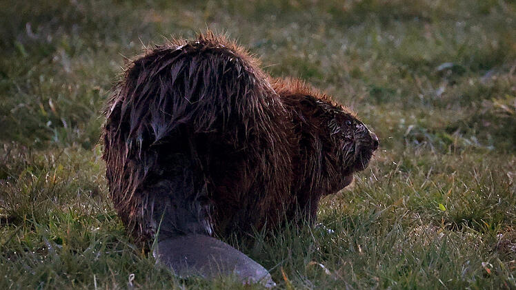 Biber im Kreis Bad Kissingen von Auto erfasst