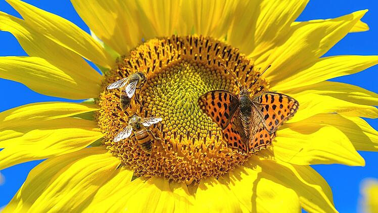 KINA - Forscher z&auml;hlen weniger Insekten