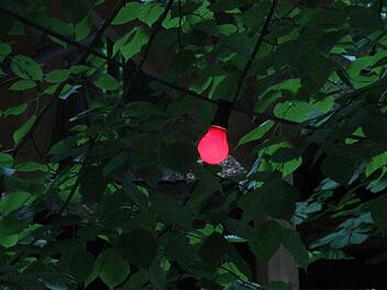 Foto: Josef Hofbauer