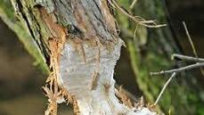 Stämme bis 80 Zentimeter Durchmesser "fällt" der Biber. Hier Schäden an schwächerem Holz.