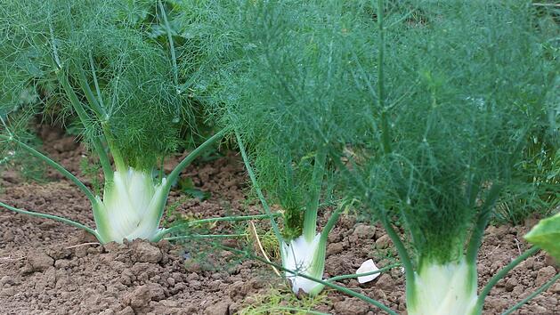 Die krautige Pflanze Fenchel wird bis zu zwei Meter hoch. Foto: Josef Schröder