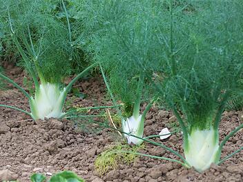 Die krautige Pflanze Fenchel wird bis zu zwei Meter hoch. Foto: Josef Schröder