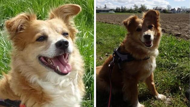 Tierheim Pfaffengr&uuml;n: H&uuml;ndin Luna ist schwerkrank - Zuhause mit "ganz vielen Kuscheleinheiten" gesucht