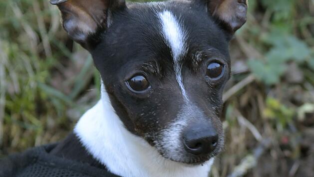 Tierheim Bamberg startet Aufruf: Hündin Kira sucht ein Zuhause - viel Feingefühl und Geduld