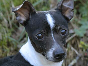 Tierheim Bamberg startet Aufruf: H&uuml;ndin Kira sucht ein Zuhause - viel Feingef&uuml;hl und Geduld