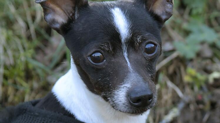 Tierheim Bamberg startet Aufruf: Hündin Kira sucht ein Zuhause - viel Feingefühl und Geduld