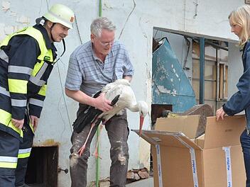 Reiner Hartung (links) und Joachim Lessing retten einen Storch aus dem alten Wagner-Schornstein. Angelika Lessing hält einen Karton für den Transport bereit. Für zwei Tiere wäre der Schlot fast zur Todesfalle geworden. Fotos: Rainer Lutz