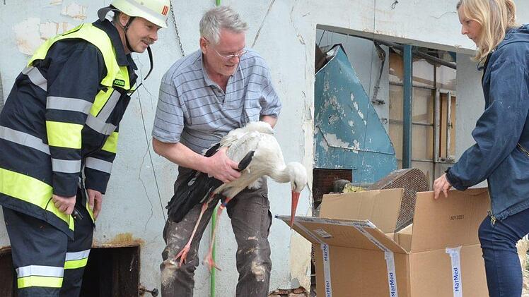 Reiner Hartung (links) und Joachim Lessing retten einen Storch aus dem alten Wagner-Schornstein. Angelika Lessing hält einen Karton für den Transport bereit. Für zwei Tiere wäre der Schlot fast zur Todesfalle geworden. Fotos: Rainer Lutz