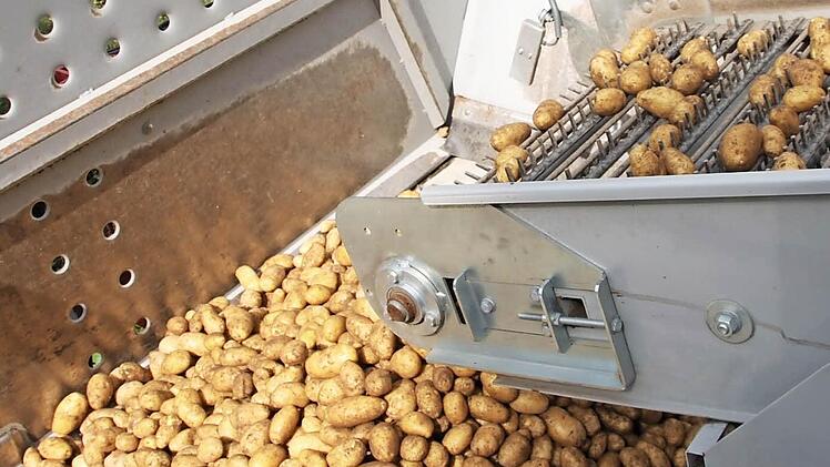 Schon auf den ersten Blick erkennt man, dass die Kartoffelernte dieses Jahr eher dürftig ausfällt.