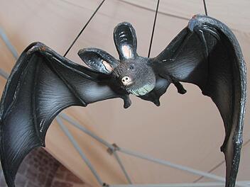 Ganz im Zeichen der Fledermaus stand am Samstagabend die Plassenburg. Viele Fans kamen, um die Tiere live zu erleben. Und alle staunten, wie viele Fledermäuse um die Burg schwirren. Fotos: Sonja Adam