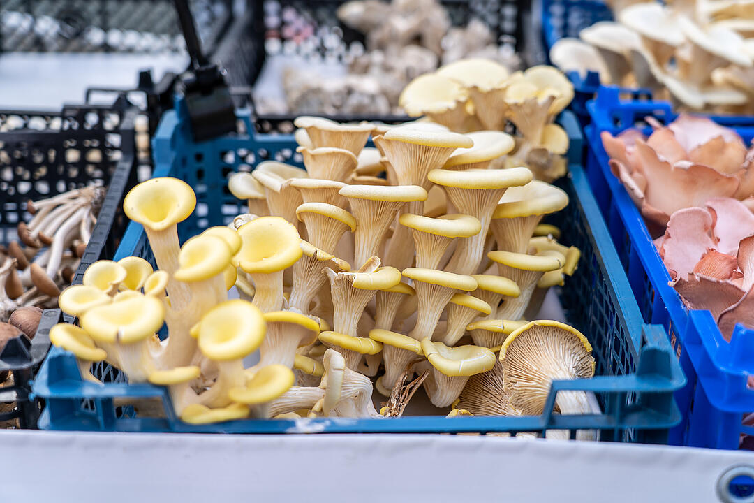 Die Premiere des Food-Festival lockte tausende Besucher an und war ein Mega-Erfolg.