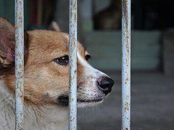 Trauriger Hund hinter Gittern