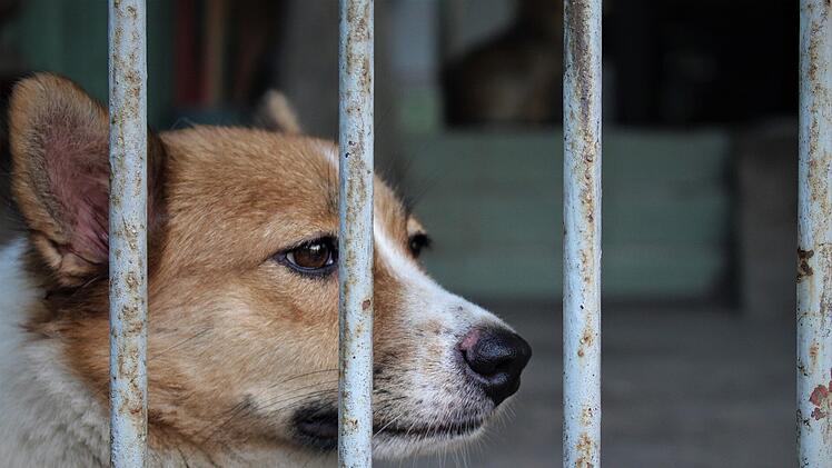 Trauriger Hund hinter Gittern