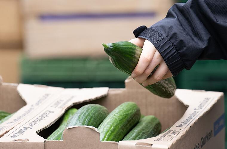 Salatgurken verteuern sich drastisch