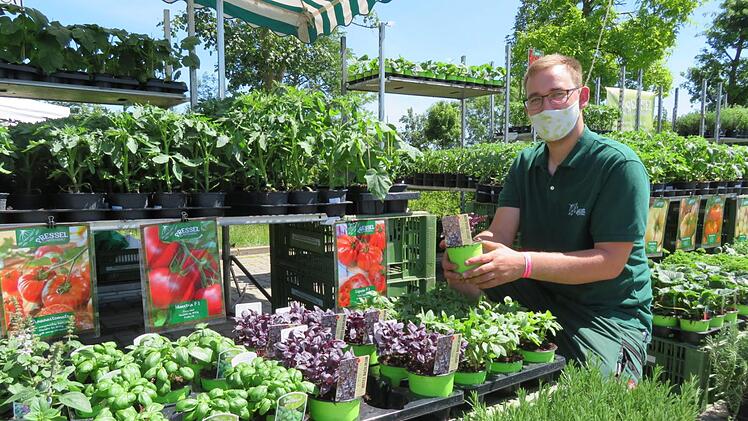 Die Vielfalt an Kräutern und Pflanzen für Freiland und Gewächshaus ist groß: Hier zeigt Gärtner Jürgen rotes Basilikum. Fotos: Monika Schütz