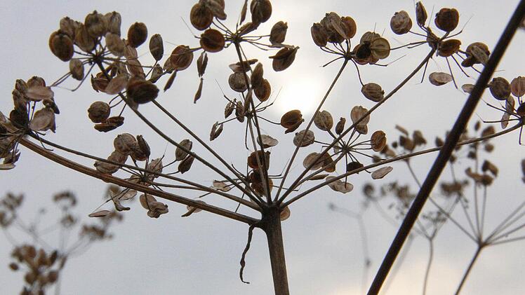 Verblüht, aber schön (Kirchehrenbach)
