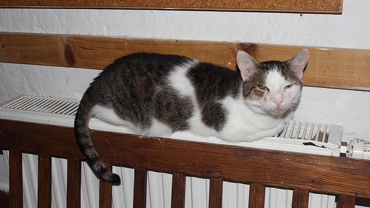 Katze Kaja