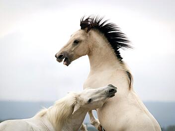 Im Markt Burkardroth entsteht ein Stall mit Ausrichtung auf Reitbeteiligung. Foto:  Charlotte Karolina Fotografie/dpa