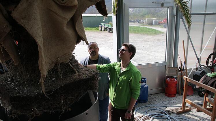 Andreas Munack und Holger Paff begutachten Erde und Wurzelraum in den Kübeln. Foto: Ralf Ruppert