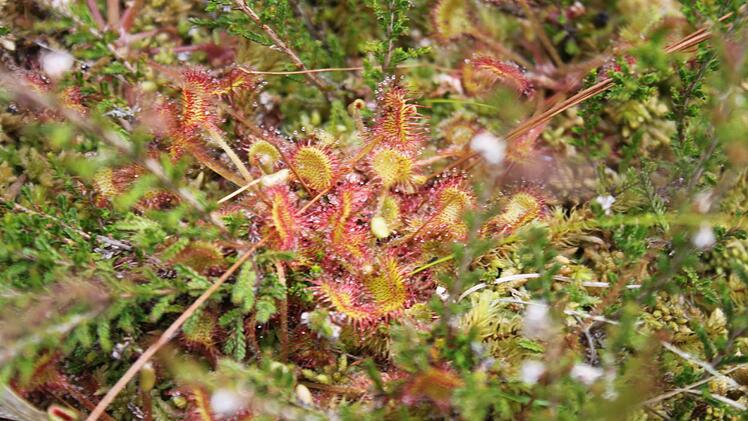 Auch der kleinblättrige Sonnentau ist an einigen Moorweihern noch heimisch.
