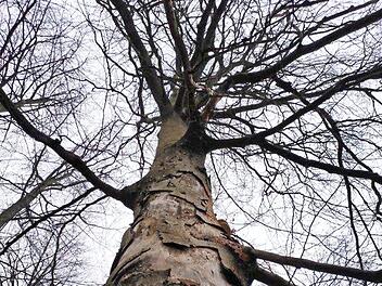Am Stamm der Buche im Bausenberg sind die schweren Schäden zu erkennen, die die Dürre hinterlassen hat. Sie muss gefällt werden. Foto: Forstbetrieb