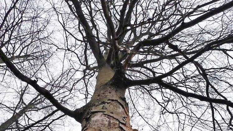 Am Stamm der Buche im Bausenberg sind die schweren Schäden zu erkennen, die die Dürre hinterlassen hat. Sie muss gefällt werden. Foto: Forstbetrieb