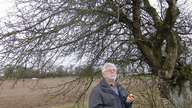 Der Obstkreisfachberater Tobias Vogel vor einem seltenen Wildapfelbaum Foto: Malbrich