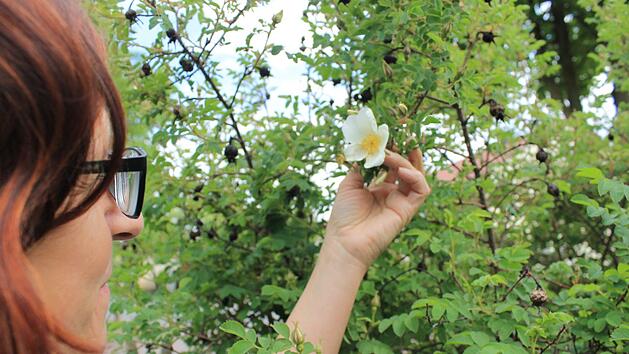 50 verschiedene Sorten Rosen hat Antje Nemmert aus Reundorf in ihrem Garten angepflanzt. Deshalb wei&szlig; sie ganz genau welche Art von Pflege die Rosen brauchen. Foto: Dominic Buckreus