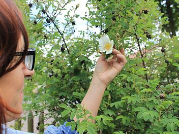 50 verschiedene Sorten Rosen hat Antje Nemmert aus Reundorf in ihrem Garten angepflanzt. Deshalb weiß sie ganz genau welche Art von Pflege die Rosen brauchen. Foto: Dominic Buckreus