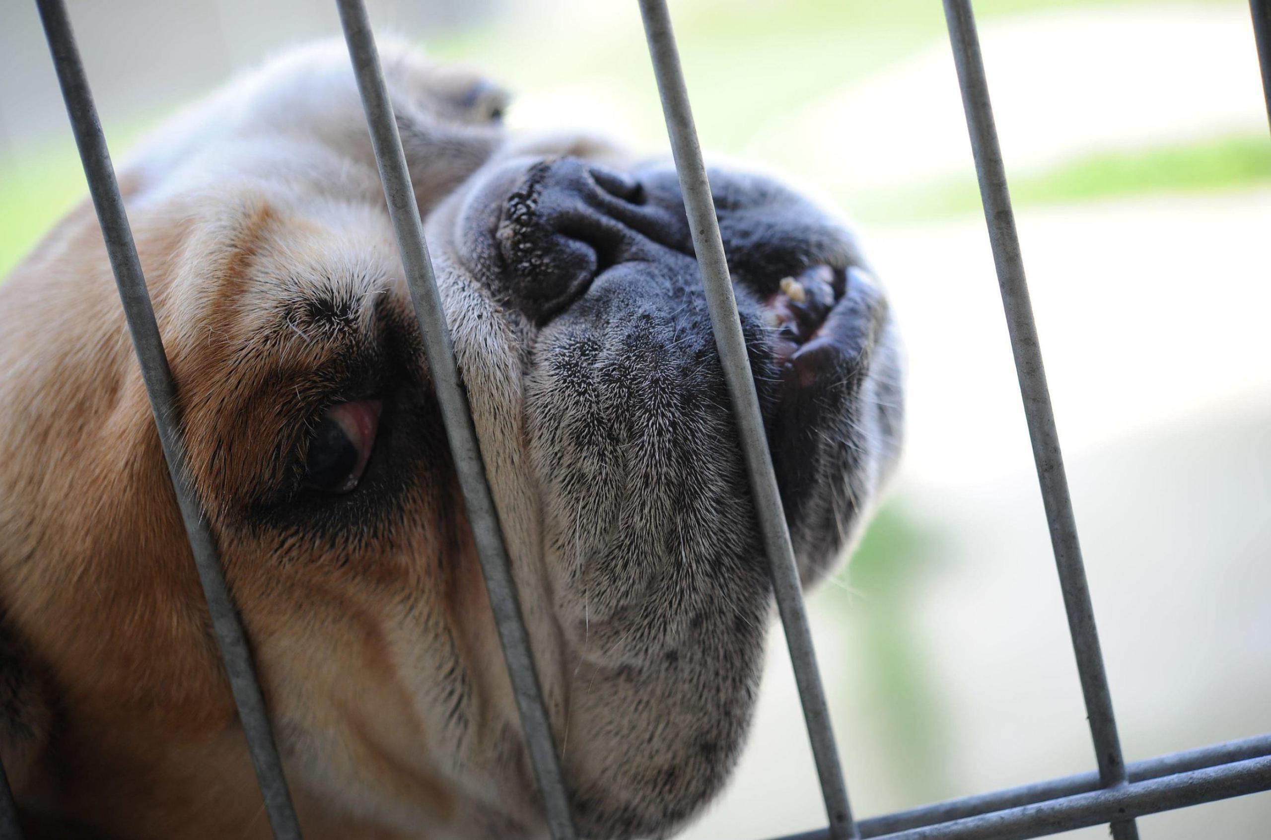 Ein Leben in Panik Warum so viele überzüchtete Hunde leiden müssen