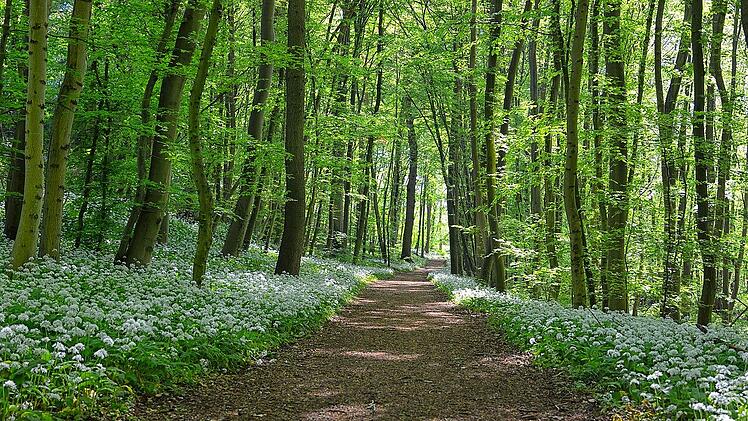 Der Hain ist einer der schattigsten Orte Bambergs im Sommer.