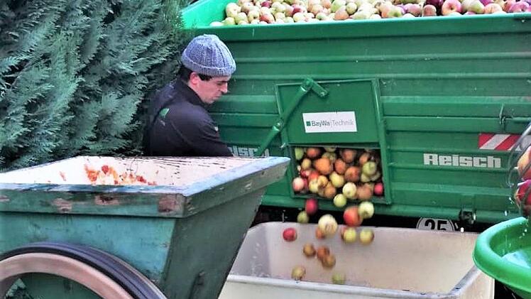 Bevor sie in die Spindelpresse kommen, müssen die Äpfel in einem Apfelmuser gehäckselt werden.Matthias Grom