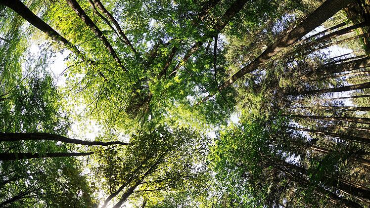 Bäume sind hart im Nehmen, was Trockenperioden angeht. Aber spätestens in drei Wochen brauchen sie wieder Regen. Foto: dpa/Henning Kaiser