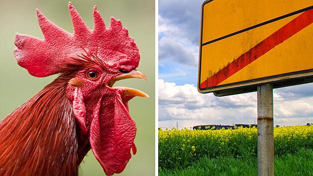 Niederbayern: Toter Hahn h&auml;ngt an Ortsschild - Polizei ermittelt