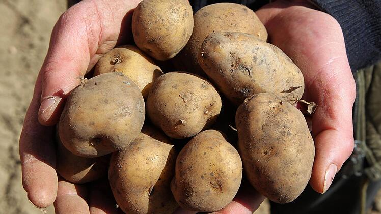 Die Nachreife von Kartoffeln ist abgeschlossen, wenn sich beim kräftigen Reiben mit dem Daumen die Schale nicht mehr von der Knolle löst.Bild: Bernd Wüstneck dpa/lmv