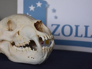 Den präparierten Schädel eines Bären haben Zöllner in einem Luftpostpaket am Flughafen München festgestellt. Das Paket sollte von Kanada nach Bulgarien an eine Privatperson versandt werden. Foto: Zoll