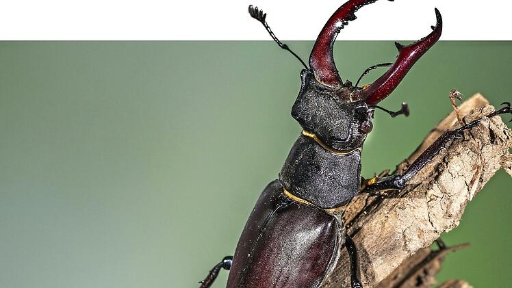 Ausgewachsene Hirschkäfer können bis zu neun Zentimeter groß werden.