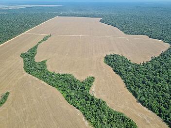F&uuml;r Sojaanbau gerodete Fl&auml;che im Amazonas-Regenwald