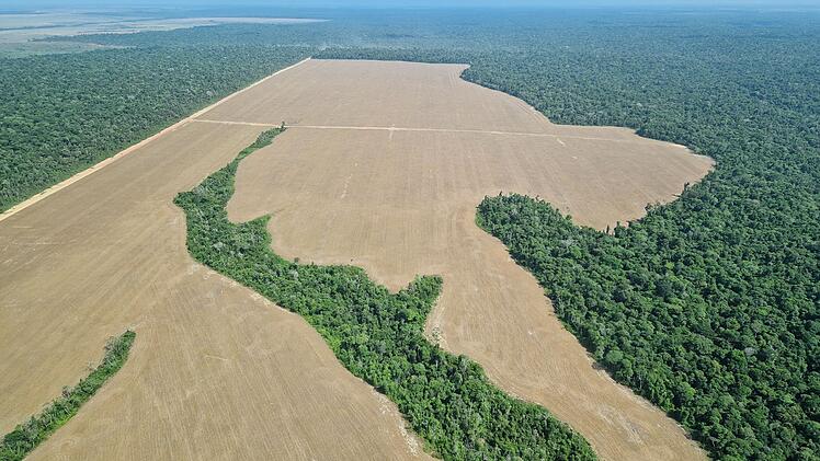 F&uuml;r Sojaanbau gerodete Fl&auml;che im Amazonas-Regenwald