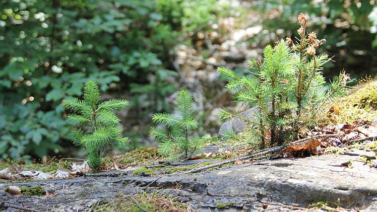 Auf dem vermodernden Stamm der abgestorbenen Buche wachsen kleine Fichten.  Foto: Friedwald Schedel