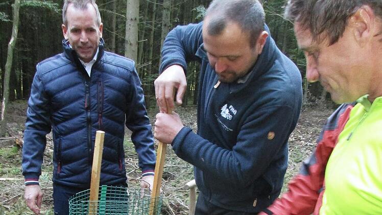 Das eingesetzte Nadelbäumchen sichert Förrster Bräunig mit einem Schutzgitter vor dem Wildverbiss.