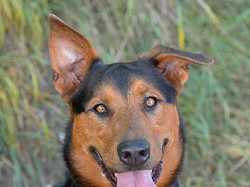 Tierheim Bamberg: Aktiver Hund Thor sucht erfahrene Besitzer