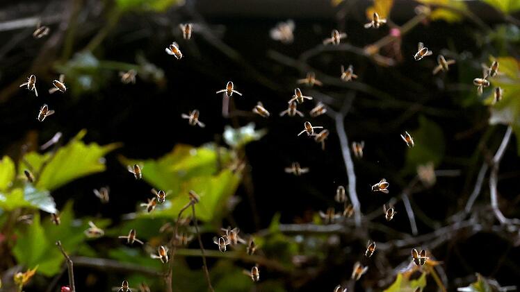 Killerbienen attackieren Mann in den USA.