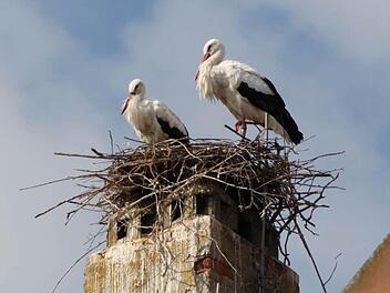 Die Altvögel residieren nach wie vor auf ihrem neuen Nest, das sie sich auf dem Dach des Rathauses gebaut haben. Ihre drei Zöglinge wurden jetzt in Regenstauf beringt.  Foto: Markus Reeh